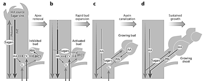 Limbah sapi tersebut dapat menghasilkan gas rumah kaca seperti co2 (karbon . Soal KSN Biologi SMA Tingkat Kabupaten 2020 dan Kunci Jawaban