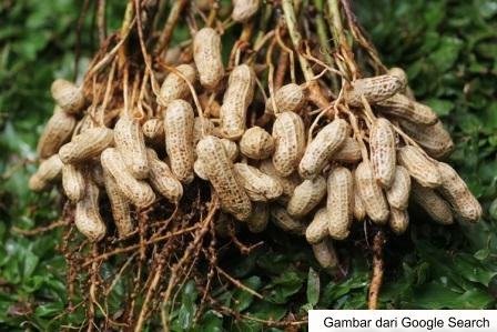 Kacang tanah (arachis hypogea) atau groundnuts merupakan sejenis tanaman . Budidaya Tanaman Pangan Kacang Tanah | Pertanian