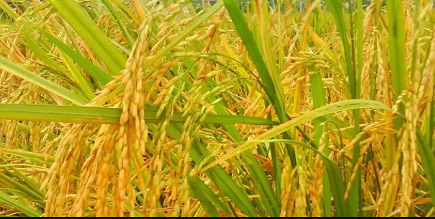 Pertama terjawab negara yang mendapat julukan sebagai lumbung padi asia tenggara adalah null null jawaban thailandnegara yang dikenal . Negara Yang Mendapat Julukan Lumbung Padi Asia Tenggara